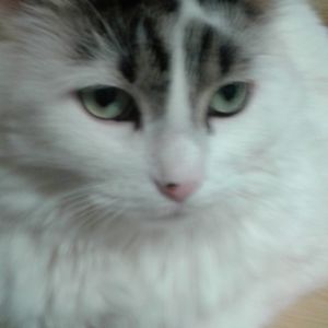 Meet your Posher, Thomas